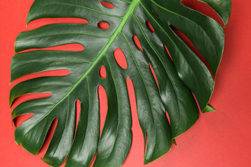 Sticker - Fashion background with Monstera leaf