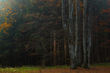 Fototapete - Foggy forest in autumn morning light