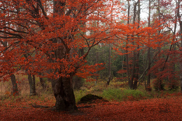 Lonely tree in the forest during autumn