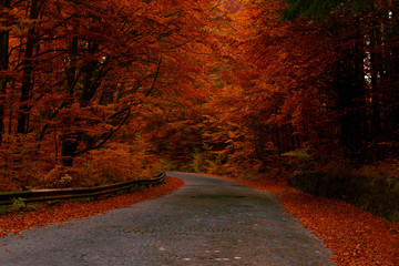 Wall Mural - Road in autumn forest with red leaves trees