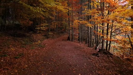 Wall Mural - Walk through fairy tale autumn forest trail. Beautiful path into the woods with magical colors of fall