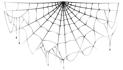 torn semicircular spider web over white background