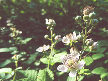 Blackberry Flowers Close Up In The Forest