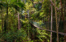A Beautiful Atmospheric View Of The Dense Rainforest And The Suspension Bridge Which Is Part Of The World's Longest Canopy Walkway In Taman Negara National Park, Malaysia.