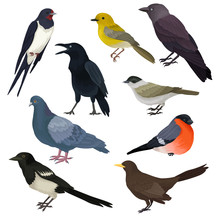 Detailed Vector Icons Of Different Species Of Birds. Wildlife Or Fauna Theme. Elements For Ornithology Book, Print Or Promo Poster