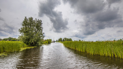 Poster - View in canal banks with reeds