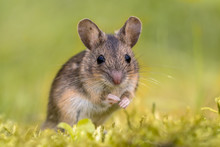 Wood Mouse On Green Background