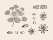 Vector Anise Sketch, Hand Drawn Illustration, Outline Drawing on Light Background.