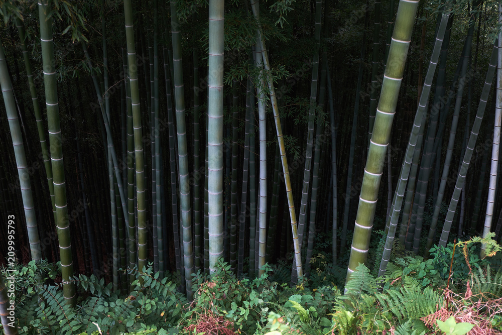 Dark bamboo forest Stock Photo | Adobe Stock