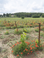 vineyard in french provence area and red flowering poppies under bluw sky