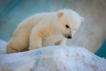 Wall Mural - small polar bear cub