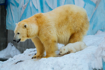 Wall Mural - polar bear with cub