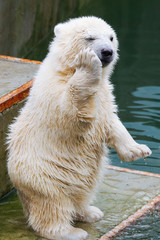Wall Mural - funny polar bear cub