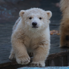 Wall Mural - funny polar bear cub
