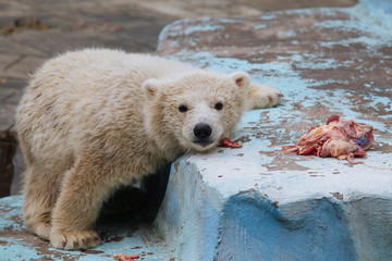 Wall Mural - funny polar bear cub
