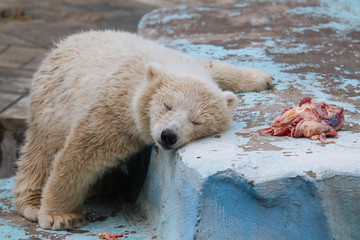 Wall Mural - funny polar bear cub
