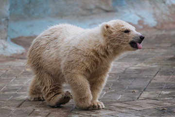 Wall Mural - funny polar bear cub