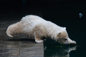 Wall Mural - funny polar bear cub