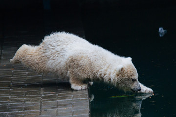 Wall Mural - funny polar bear cub