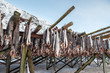 Producing stockfish from cod, Lofoten