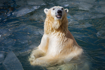 Wall Mural - polar bear swimming