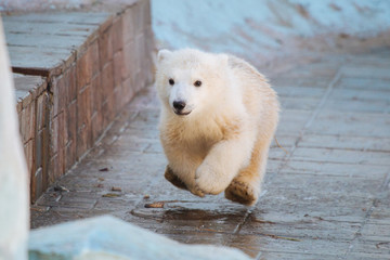 Wall Mural - polar bear cub running