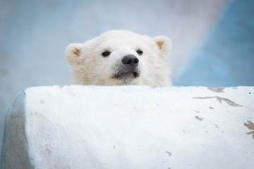 Wall Mural - funny polar bear cub