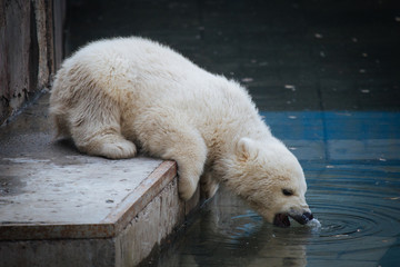 Wall Mural - polar bear cub checking water