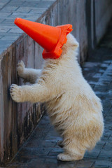 Wall Mural - polar bear cub playing with toy