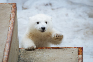 Wall Mural - polar bear cub playing