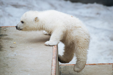 Wall Mural - polar bear cub