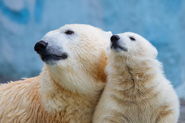 Wall Mural - polar bear with cub