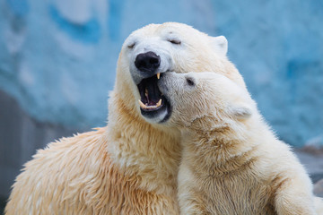 Wall Mural - polar bear with cub