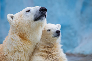 polar bear with cub