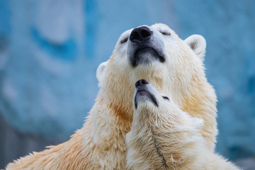 Wall Mural - polar bear with cub