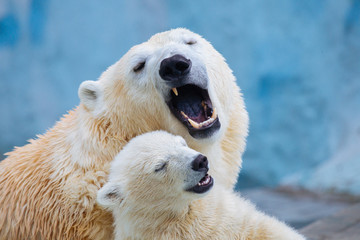 Wall Mural - polar bear with cub