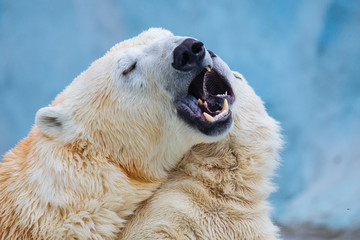 Wall Mural - polar bear with cub