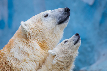 Wall Mural - polar bear with cub