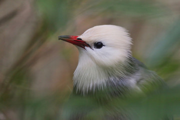 Poster - Red Billed Starling