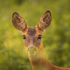 Wall Mural - amazing deer eyes