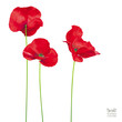 Luxurious bright red vector Poppy flowers isolated on white background
