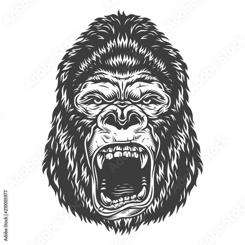 Head of gorilla