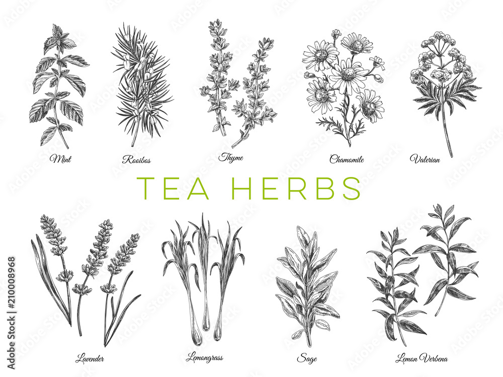 Beautiful vector hand drawn tea herbs Illustrations.  - obrazy, fototapety, plakaty 