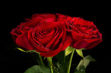 Red Rose Bunch With Drops Of Water On Petals Isolated On Black Background 