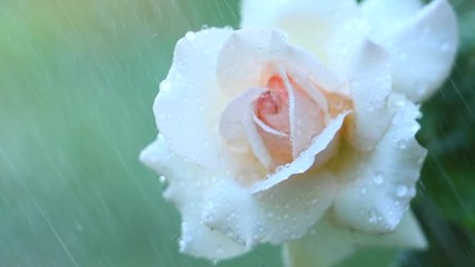 Wall Mural - Beautiful white rose with rain drops. Beauty fresh white rose flower growing in summer garden and blooming. Watering plants, rain, raindrops on petals. Slow motion. 4K UHD video 3840X2160