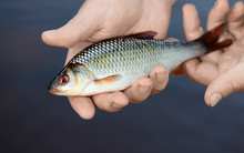 The Caught Fish Is In Fisherman's Hands On A Background Of A Water. It Is A Closeup Of The Small Roach (Rutilus Rutilus) In A Male Palm. It Is Catch During A Summer Fishing Season.