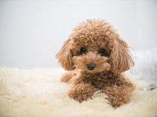 Curly-Haired Toy Poodle