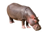 Fototapeta Sawanna - View on a Common hippopotamus isolated on white background, seen in South Africa, Africa. Hippos are the third largest land mammal and very dangerous, aggressive and unpredictable.