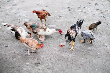 Free range chickens eating organic grains on the ground. Selective focus. 