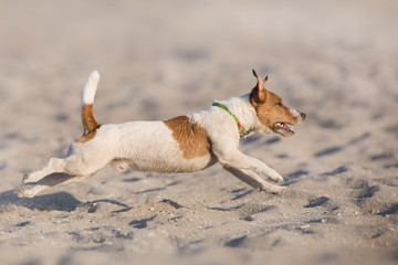 Wall Mural - Jack russell terrier dog running on a beach of sea